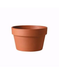 Southern Patio Azalea Clay Pot - 6 in.